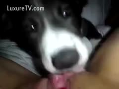 A clip from a handmade, amateur film shows a dog devouring a love tunnel.